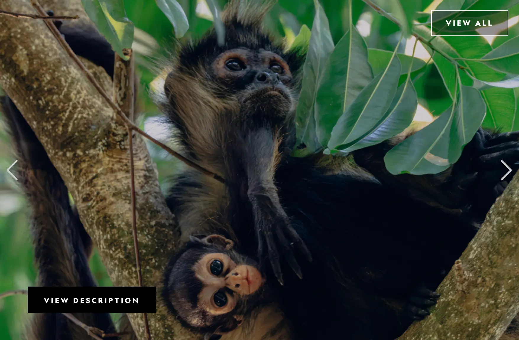 Spider monkey family in the Yucatán jungle