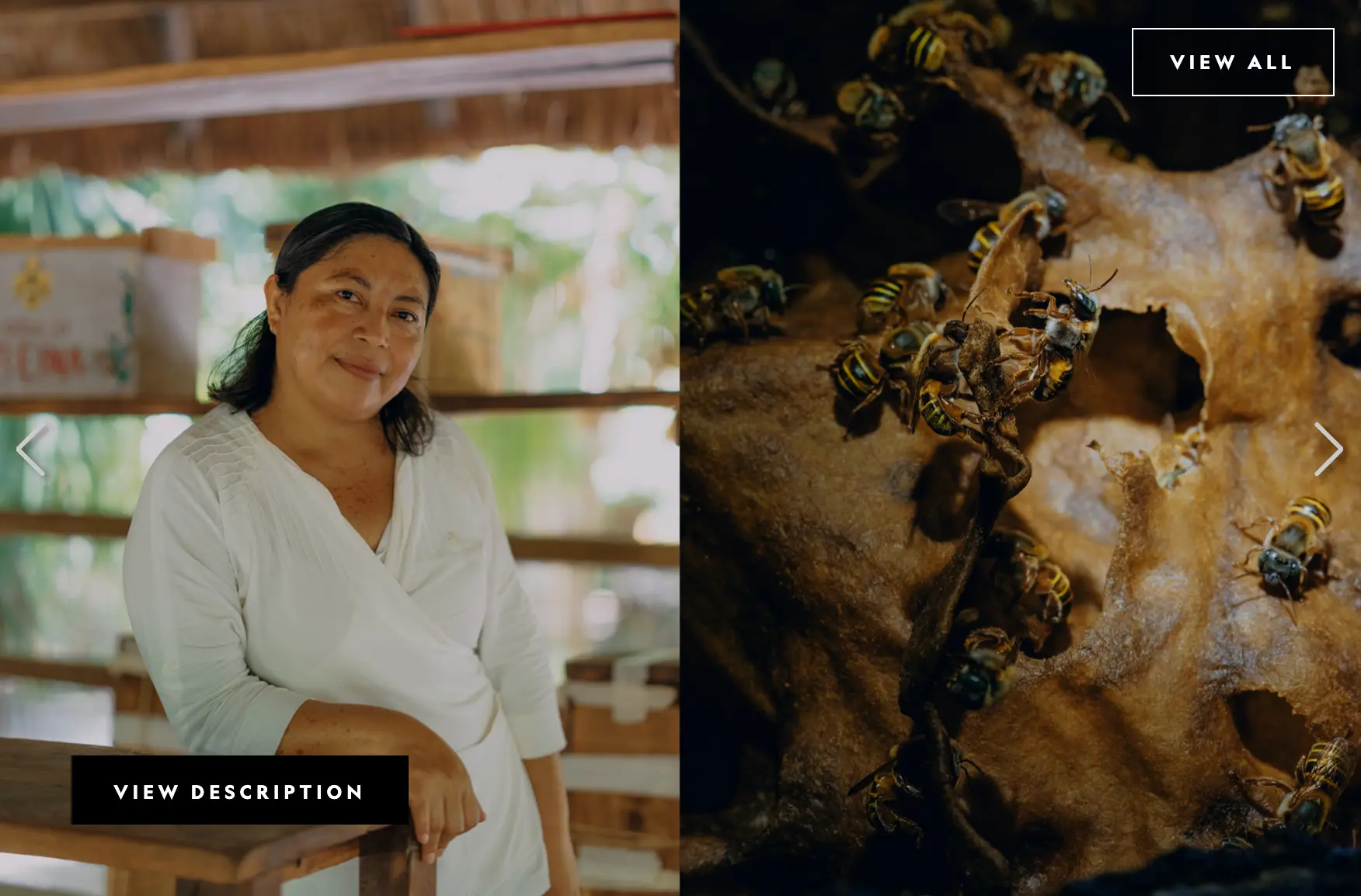 Beekeeper Juanita Bautista Yah Tziu with Melipona bees