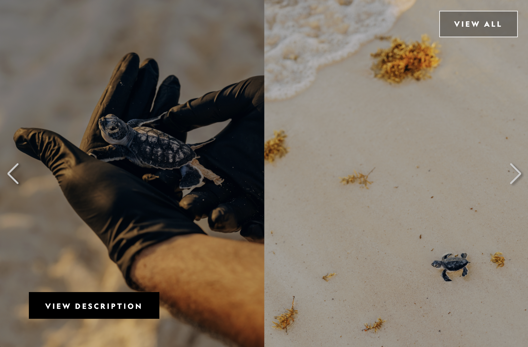 Releasing a baby sea turtle at Maroma, photographed by Sasha Arutyunova