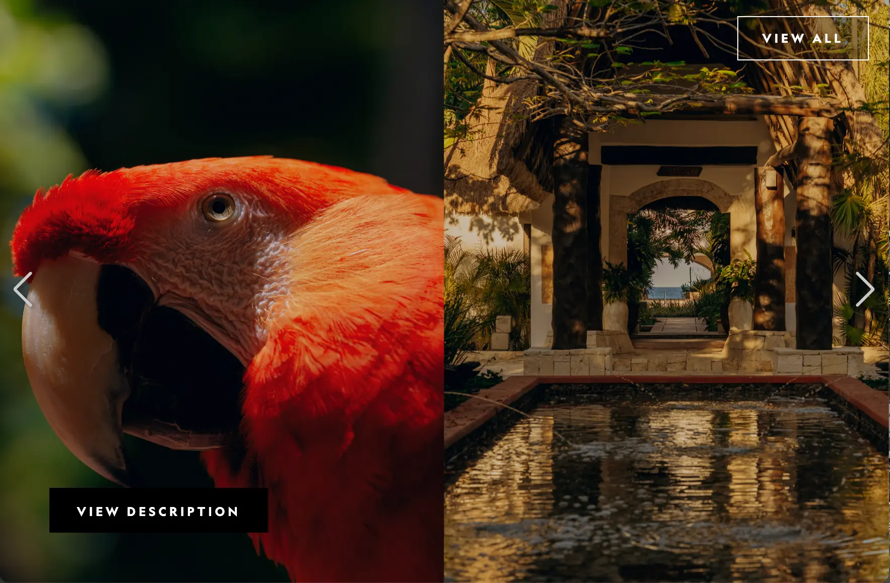 Adelita the scarlet macaw at Maroma, A Belmond Hotel
