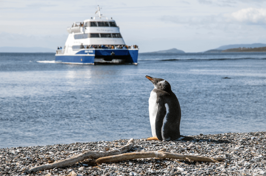 penguins in ushuaia, patagonia, argentina tours, argentina vacation