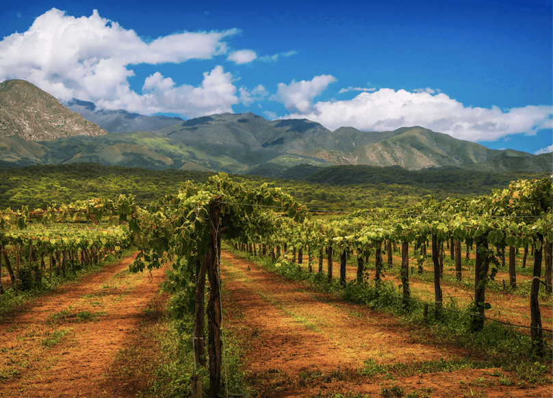 cafayate vineyards, argentina, salta and jujuy, argentina travel guide, argentina tours, argentina vacation