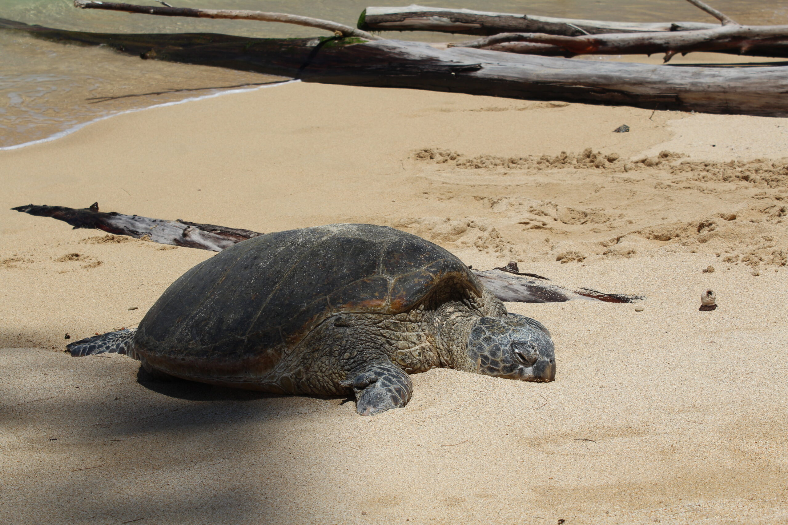 hawaii turtle
